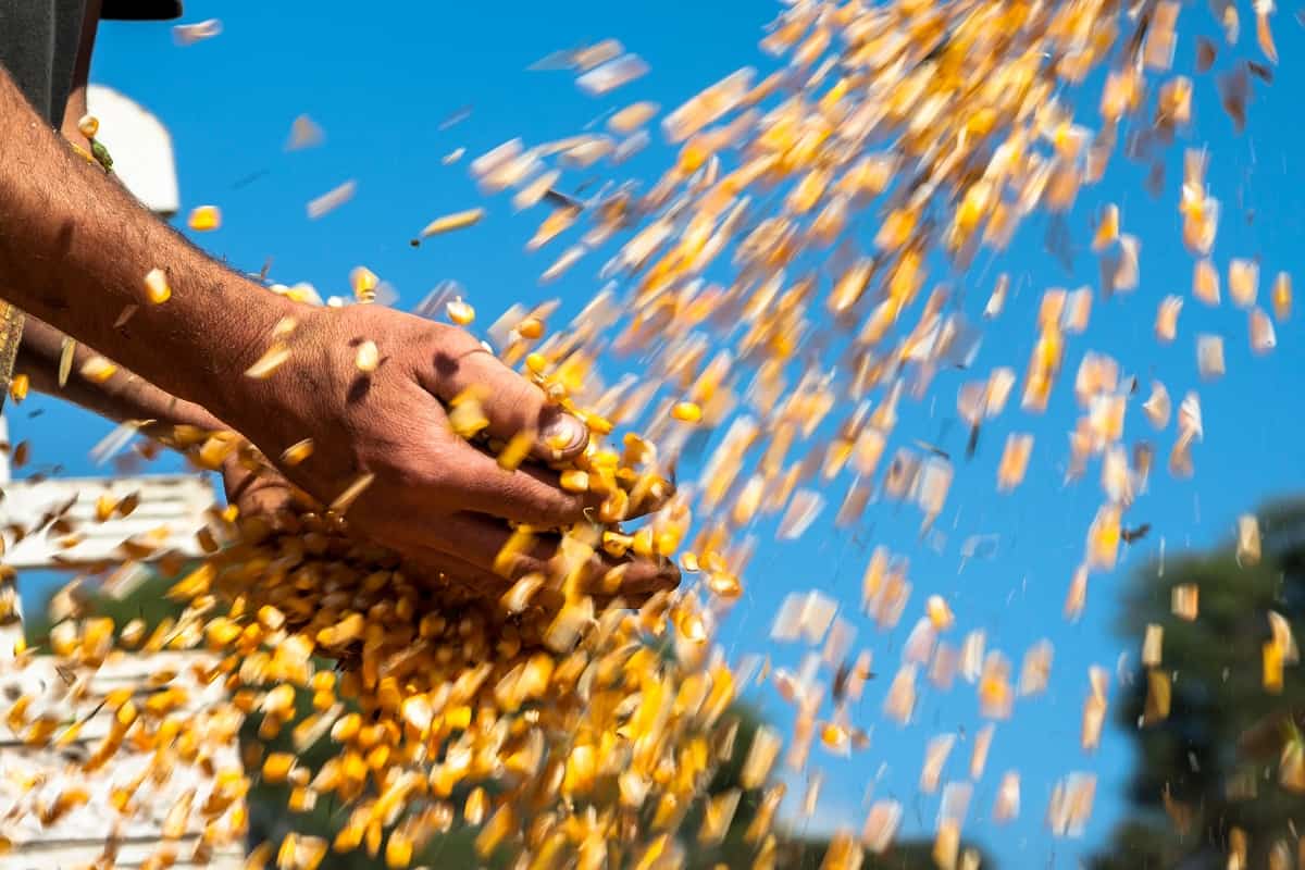 Previsão do preço do milho para 2022: foto de mãos de homem segurando grãos de milho que caem de uma máquina