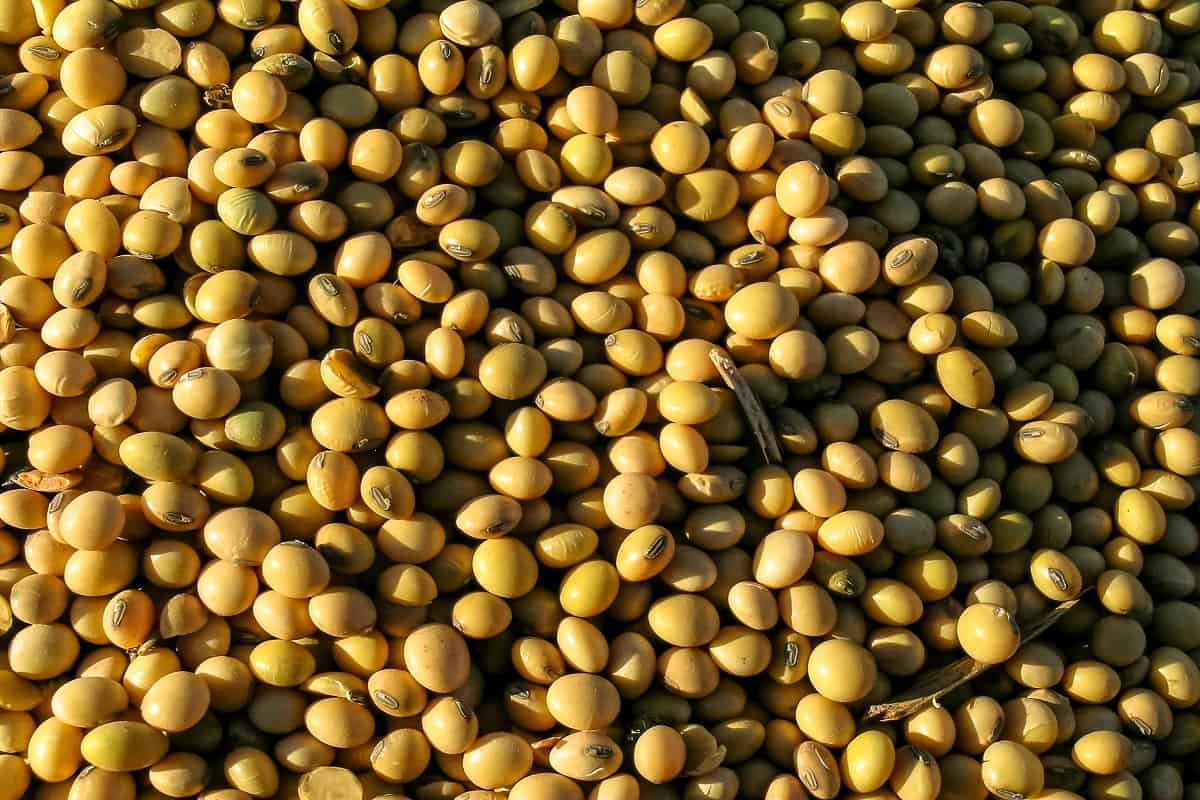 Foto de grãos de soja vistos de perto
