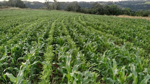 Campo com plantio de milho e crotalária