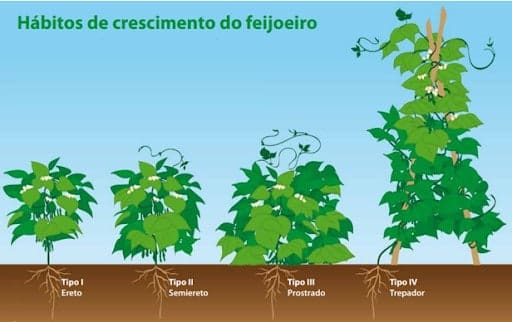 Ilustração de plantas com hábitos de crescimento diferentes.