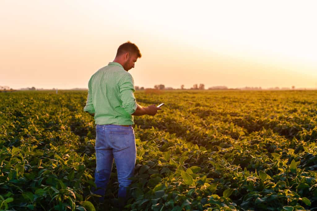Agricultor de camisa verde e calça jeans analisa informações em um smartphone enquanto caminha por uma plantação ao pôr do sol.