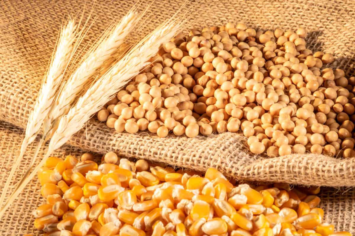 Foto dos principais grãos produzidos no Brasil: soja, milho e trigo.