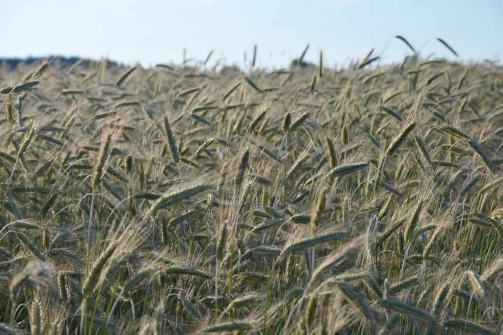 lavoura de triticale