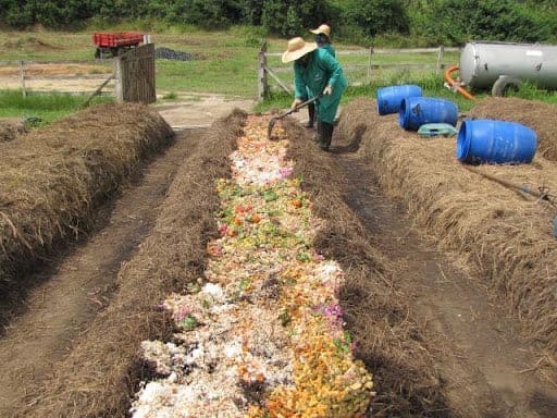 Adubação: Trabalhadores rurais inserindo adubo orgânico em lavoura