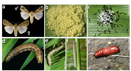 Foto da spodoptera frugiperda em todos os estágios: ovos, pupa, mariposas e lagartas.