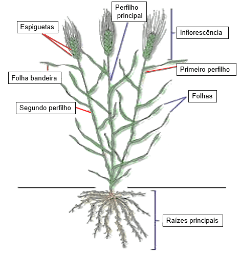 Estrutura da planta  em ilustração.
