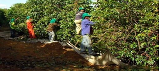 Trabalhadores rurais colhendo café no campo. Todos usam boné verde e estão com braços erguidos na frente do cafezal.
