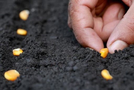Mão colocando semente de milho em terra fértil, com fileiras de sementes ao lado