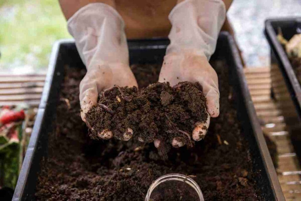 mãos de um produto rural, com luvas, mostrando o solo com adubação orgânica 