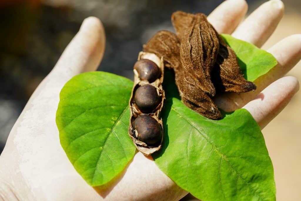 Vagem e grãos de mucuna-preta nas mãos de uma pessoa