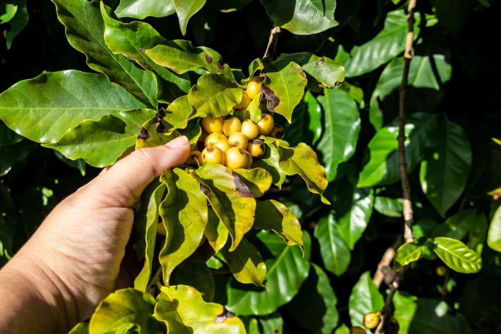 Foto de mão de pessoa segurando uma grande quantidade de café arara, de grãos amarelos