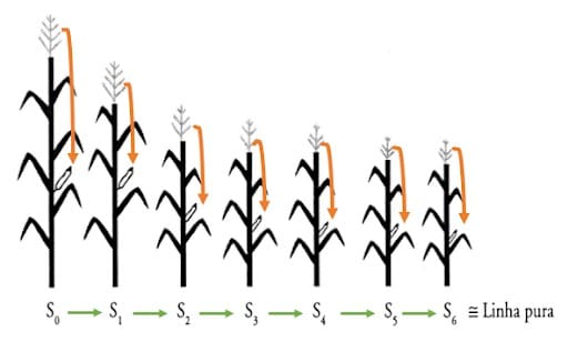 Ilustração de espigas de milho com diferentes tamanhos