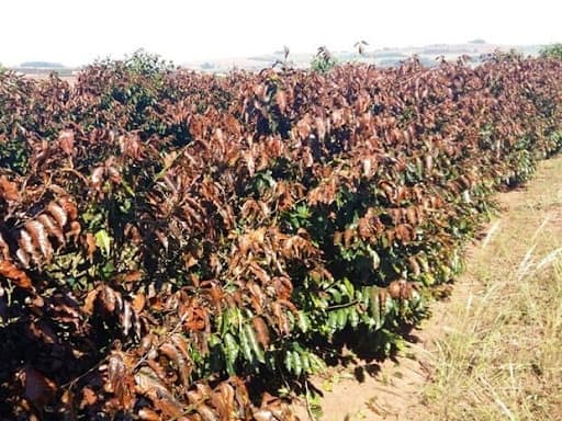 Foto de plantação de café com danos por geada