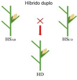 Ilustração que mostra a formação do milho híbrido duplo
