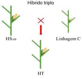 Ilustração que representa a formação do milho híbrido triplo