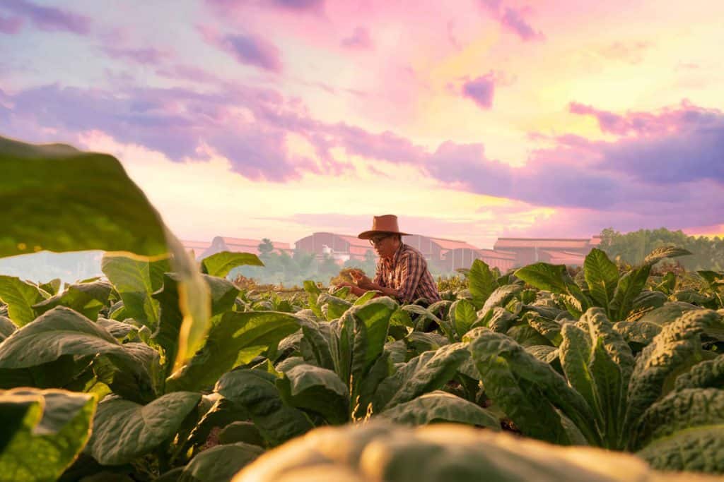 Foto de agricultor em lavoura de soja, no por do sol