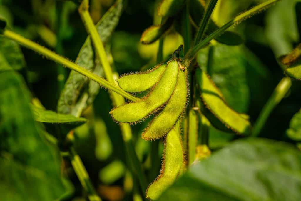Foto de grãos de soja maduros na lavoura