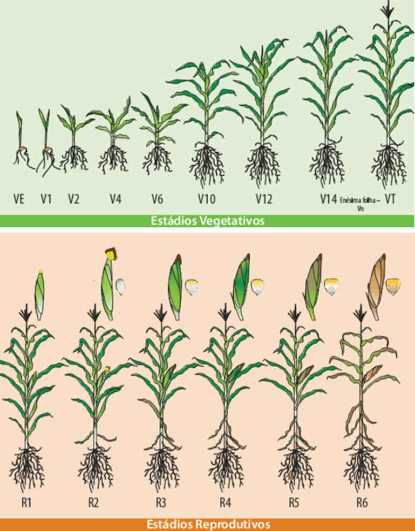 Ilustração que mostra fases de desenvolvimento do milho