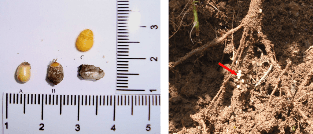 Fotos de cochonilhas ao lado de uma régua, onde é possível  ver o tamanho do inseto. Ao lado, uma foto das cochinilhas em raízes de planta.