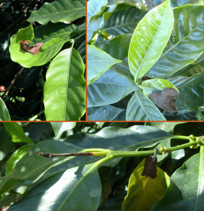 Folhas de café com sintomas de phoma
