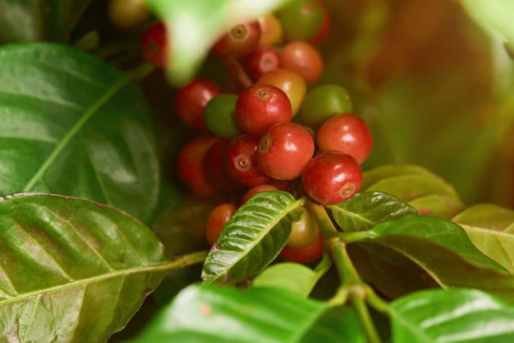 folhas de café com sintomas de deficiência de zinco