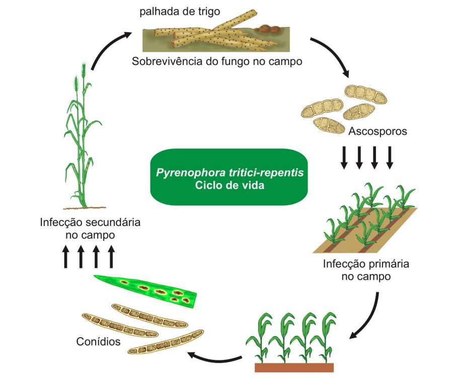 ciclo da vida da mancha amarela do trigo