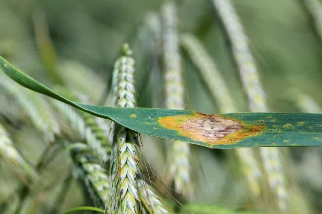 mancha amarela trigo