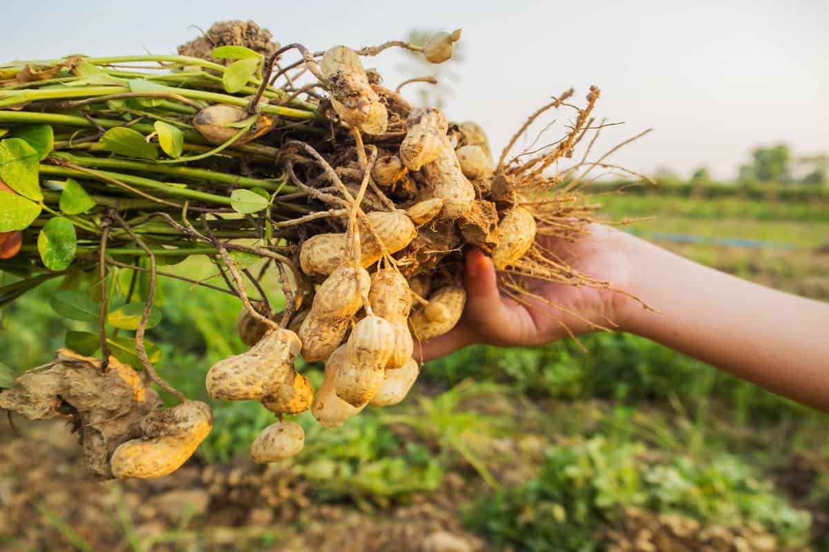 Plantação de amendoim: tudo que você precisa saber - Blog da Aegro