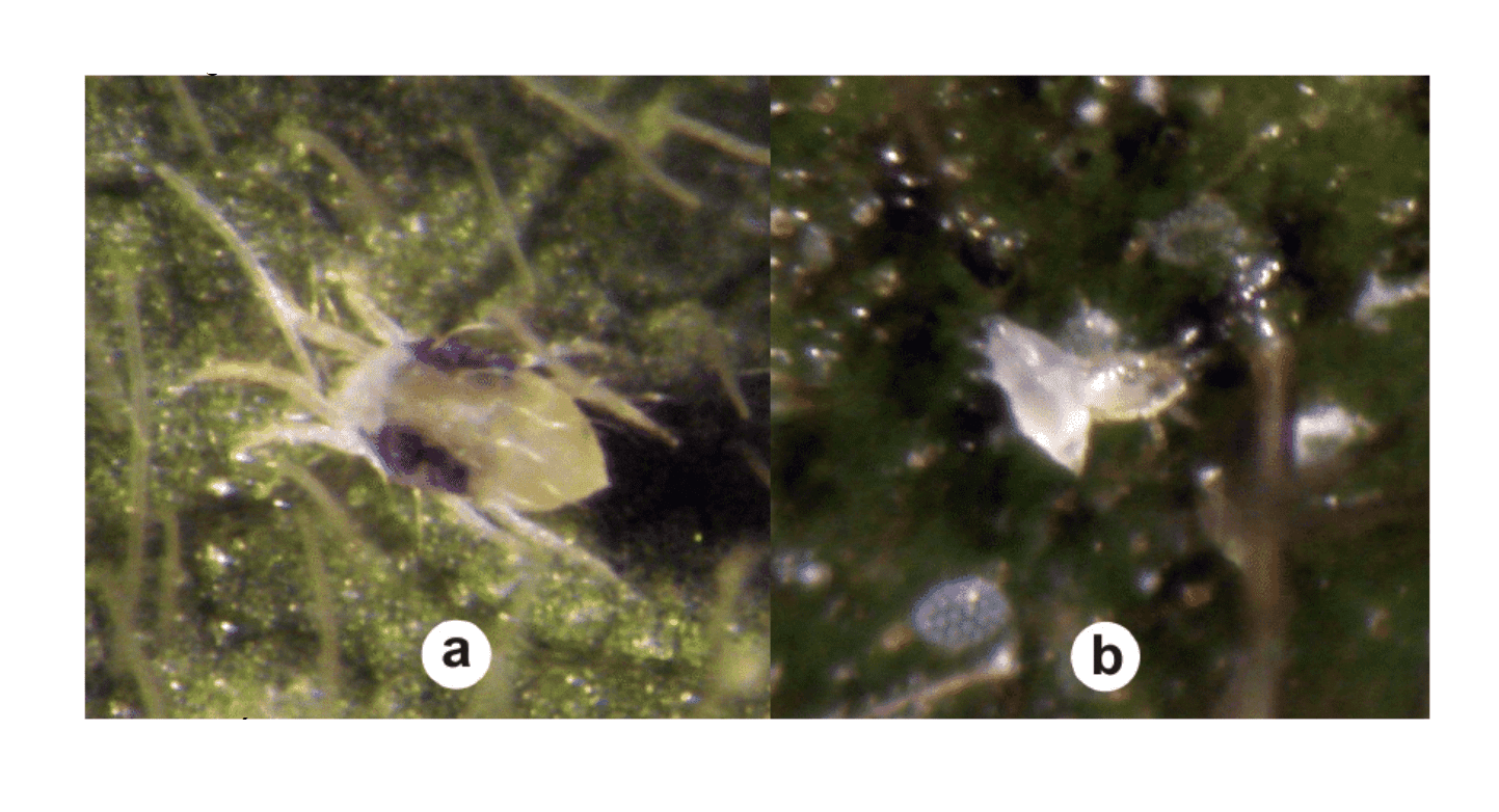Ácaro branco veja como manejar e controlar