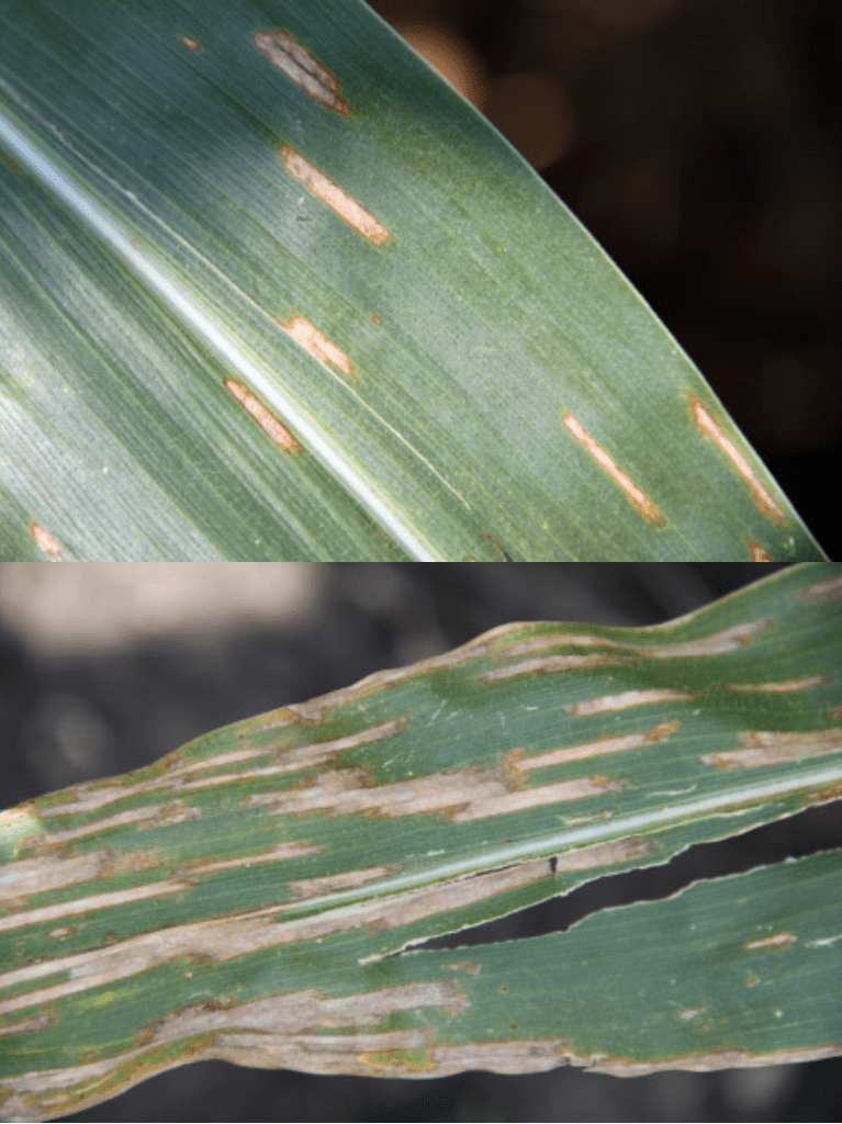 Lesões de cercosporiose (Cercospora zeae-maydis) em folhas de milho  
