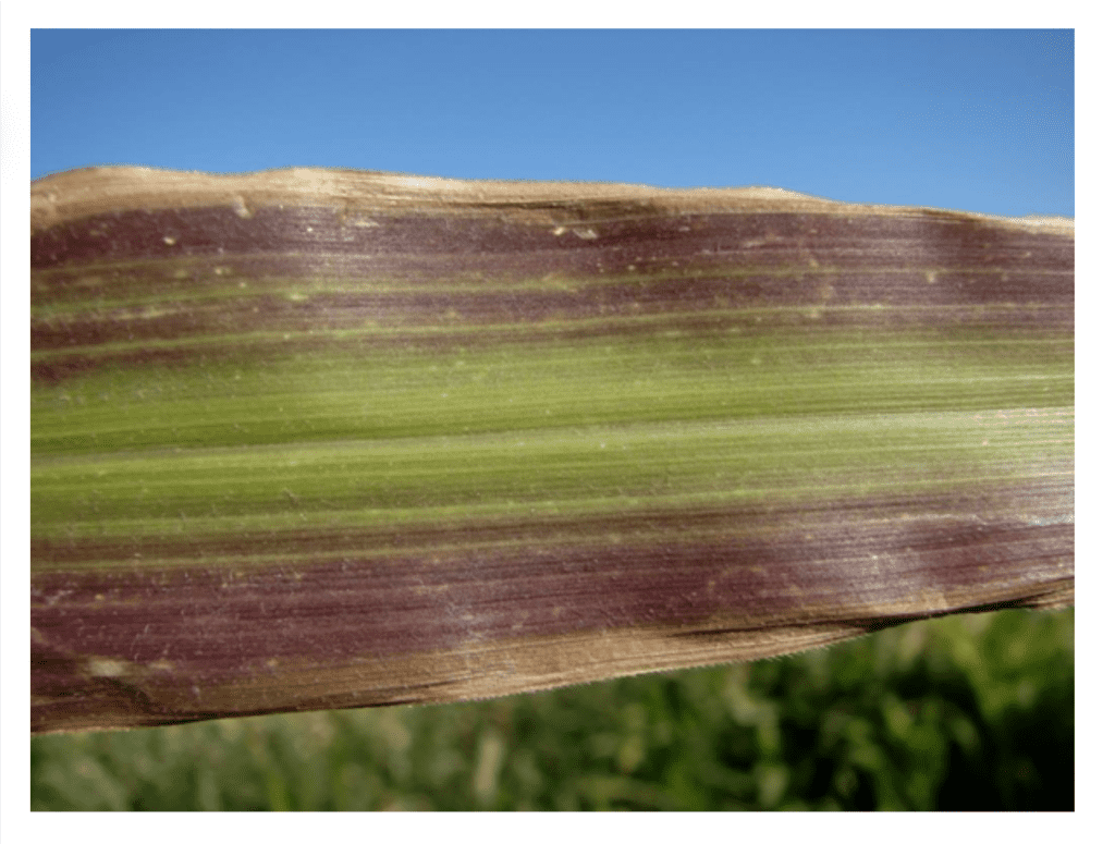 Sintoma de deficiência de fósforo na folha do milho