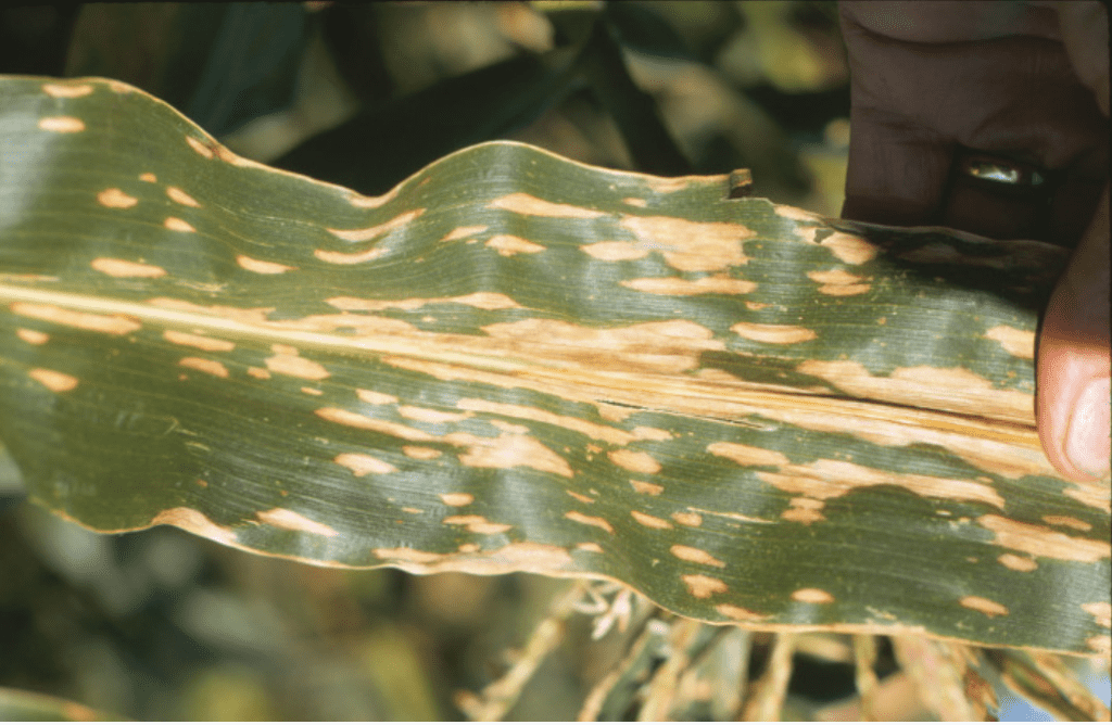 Sintomas da mancha-de-bipolaris em folha de milho