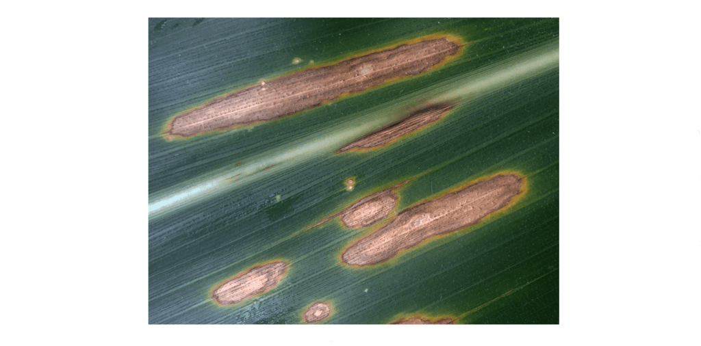 Sintomas da mancha-foliar-de-diplodia em milho