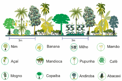 Exemplificação de esquema de Sistemas Agroflorestal