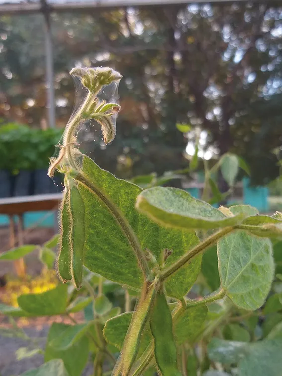 Fios de seda característico do ácaro-rajado cobrindo o ponteiro da planta em soja em estádio reprodutivo