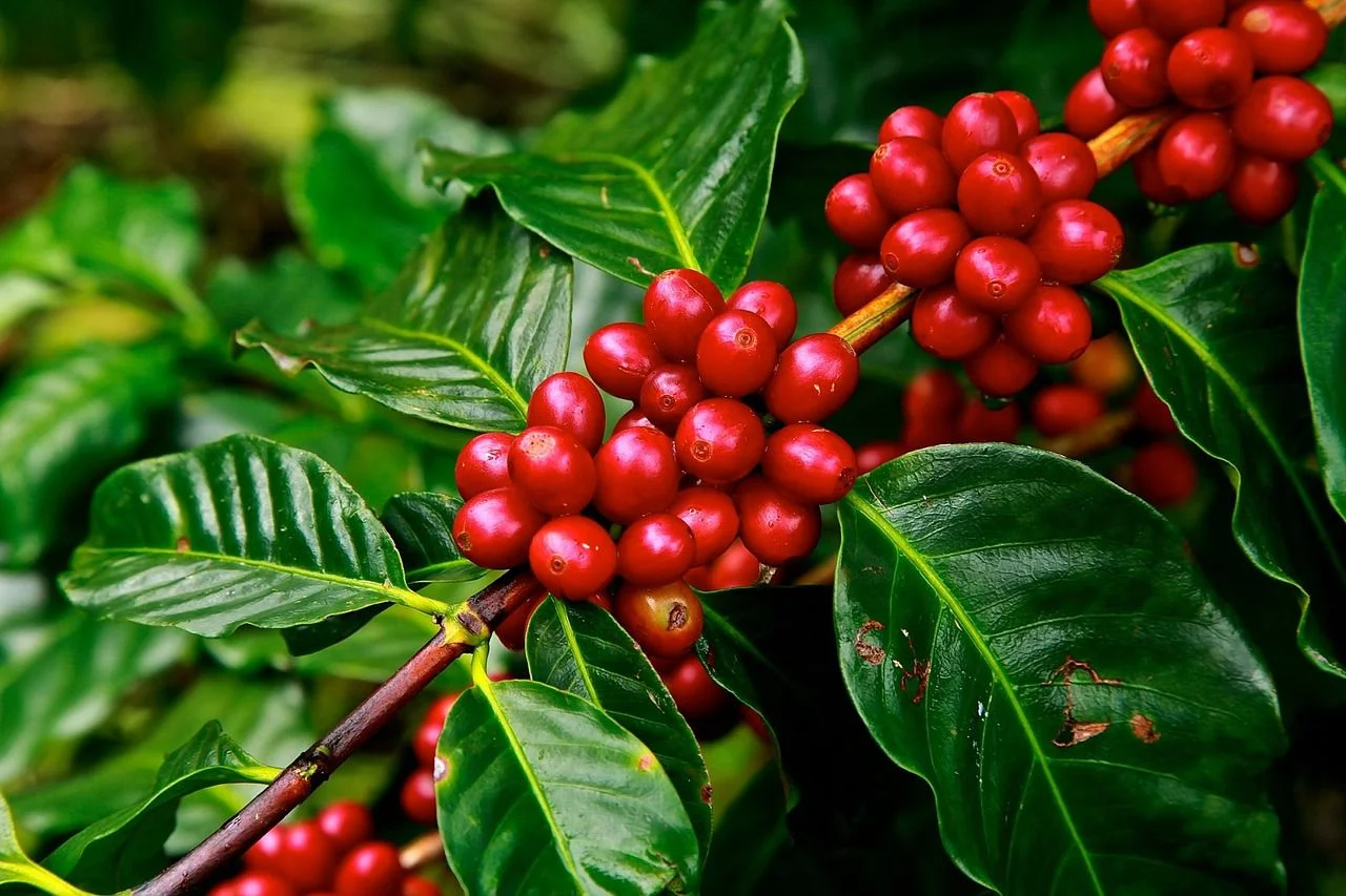 Café: Com foco nas chuvas do Brasil, arábica e conilon sobem nesta