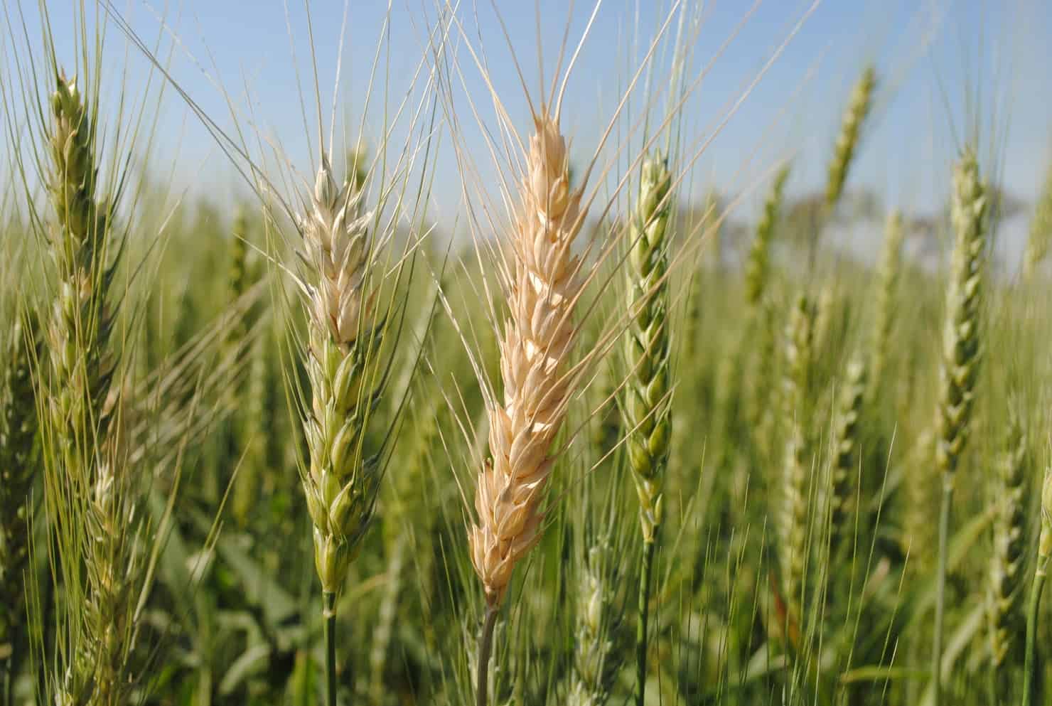Plantação de trigo com brusone