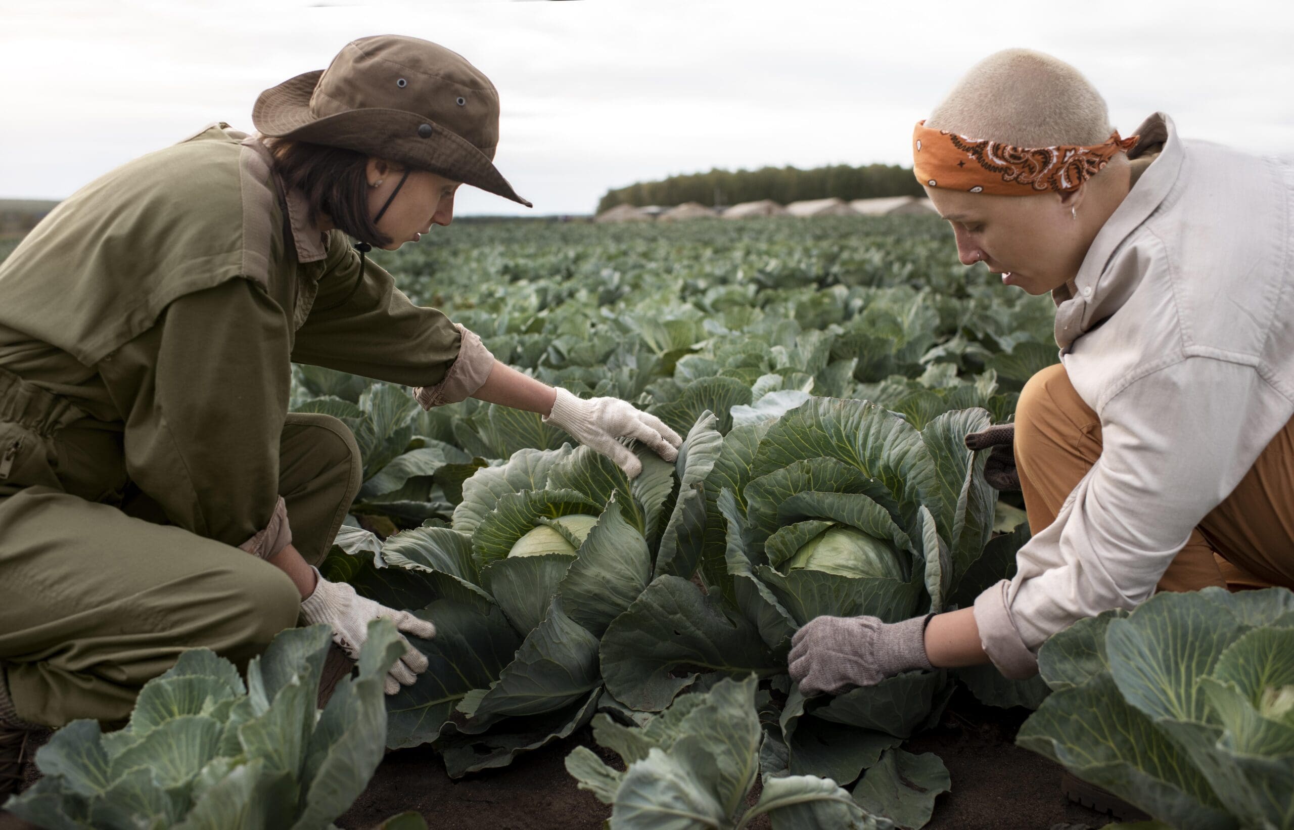 Agricultura familiar e sustentabilidade: práticas para reduzir o impacto ambiental