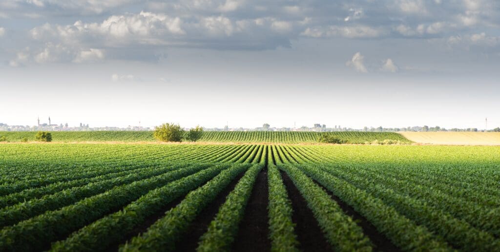 Imagem de uma lavoura com plantas bem verdes e céu azul com nuvens brancas