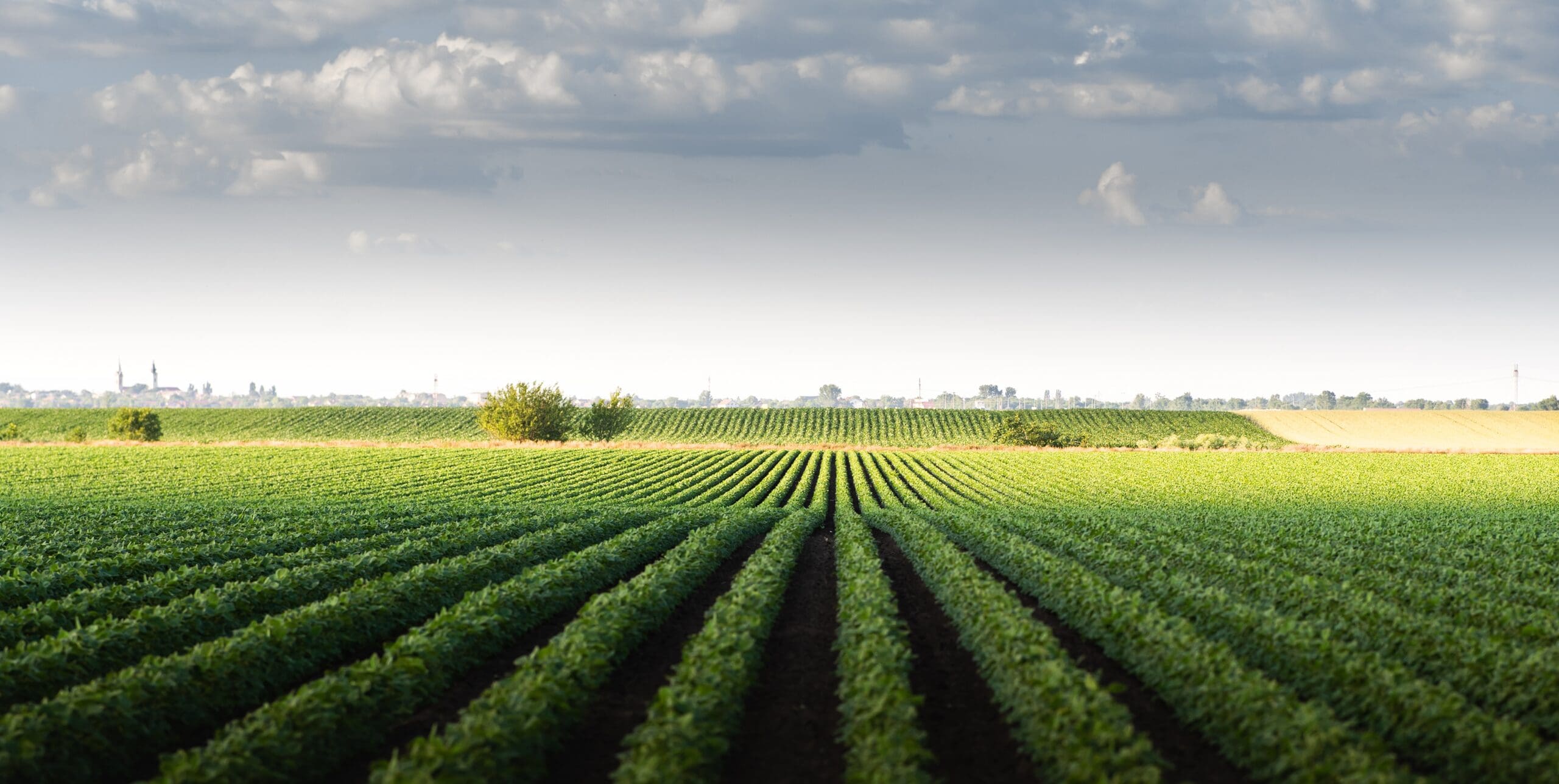 Imagem de uma lavoura com plantas bem verdes e céu azul com nuvens brancas