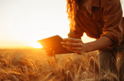 Pessoa no campo analisando dados em um tablet ao pôr do sol, cercada por uma plantação de trigo.