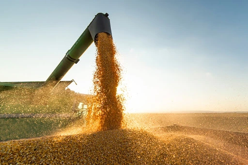 Maquinário agrícola descarrega grãos sob a luz do pôr do sol, representando a produção de commodities agrícolas