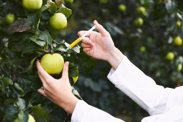 Pessoa vestindo jaleco branco aplicando uma substância com uma seringa em uma maçã verde, ilustrando os alimentos trangênicos.  