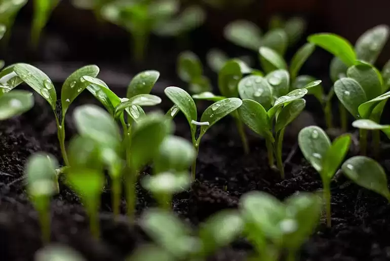 Mudas verdes brotando em solo úmido, com gotas de água sobre as folhas, simbolizando um solo bem preparado e fértil para o crescimento saudável das plantas.