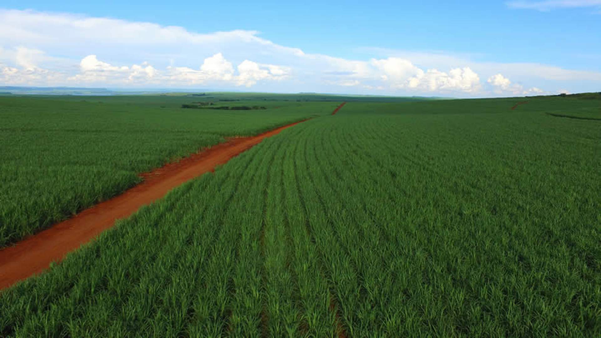Vista aérea de um canavial renovado, com fileiras de cana-de-açúcar verdejante e uma estrada de terra vermelha cortando a plantação sob um céu azul com nuvens brancas.