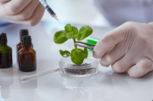 Manipulação de planta em laboratório com seringa e pinça.