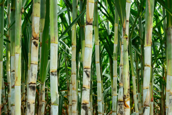 Colmos de cana-de-açúcar com sinais de escurecimento e manchas, indicando possível presença de doenças fúngicas ou bacterianas, em meio a uma lavoura densa e verde.