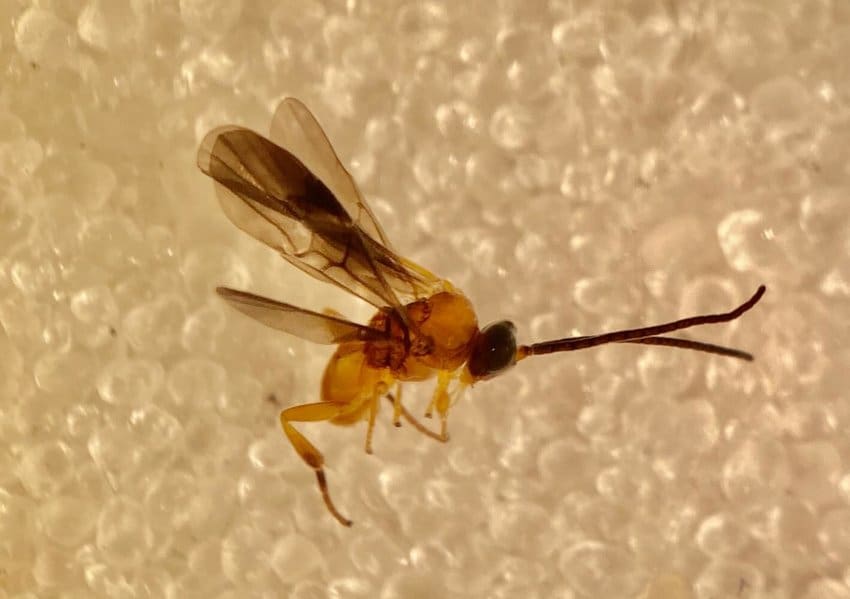 Adulto da microvespa Cotesia flavipes, utilizada no controle biológico da broca-da-cana.